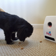 Illustration for article titled This Little Black Dog Isnt Impressed By The Petzi Treat Cam